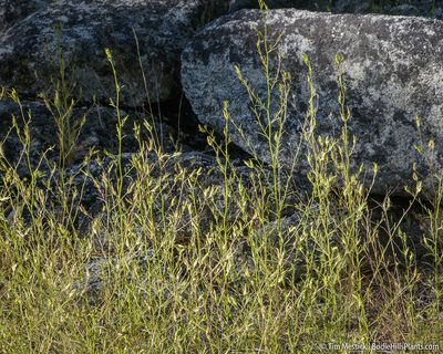 Cordylanthus tenuis, photographed by Tim Messick