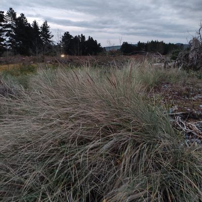 Calamagrostis arenaria, photographed by Jenny Saito