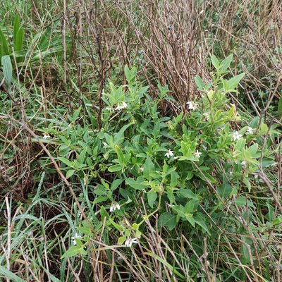 Solanum chenopodioides, photographed by Jenny Saito