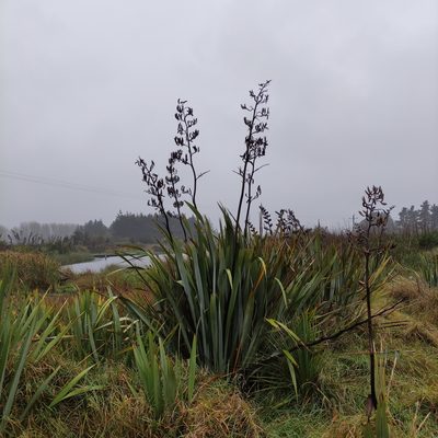 Phormium tenax, photographed by Jenny Saito