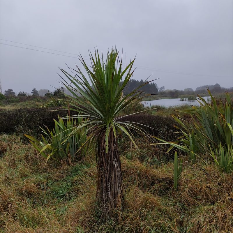 Cordyline australis, photographed by Jenny Saito