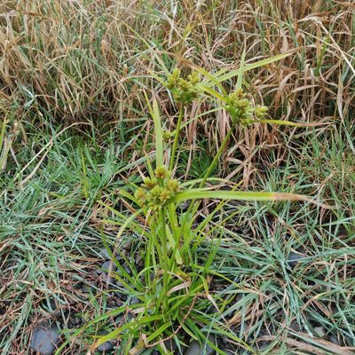 Cyperus eragrostis, photographed by Jenny Saito