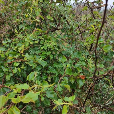 Muehlenbeckia australis, photographed by Jenny Saito