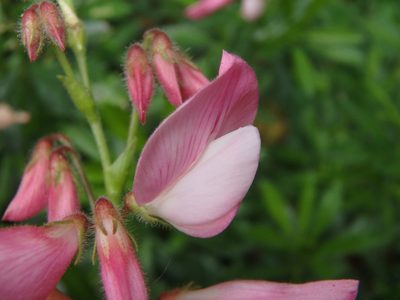 Ononis fruticosa, photographed by Daniel Cahen