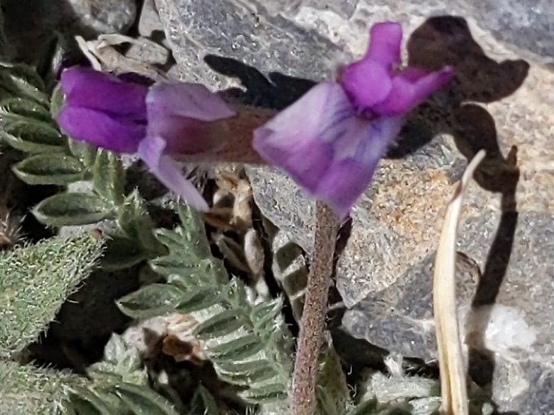 Oxytropis oreophila, photographed by Vasily Reinkymov