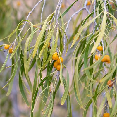 Pittosporum angustifolium, photographed by Kym Nicolson