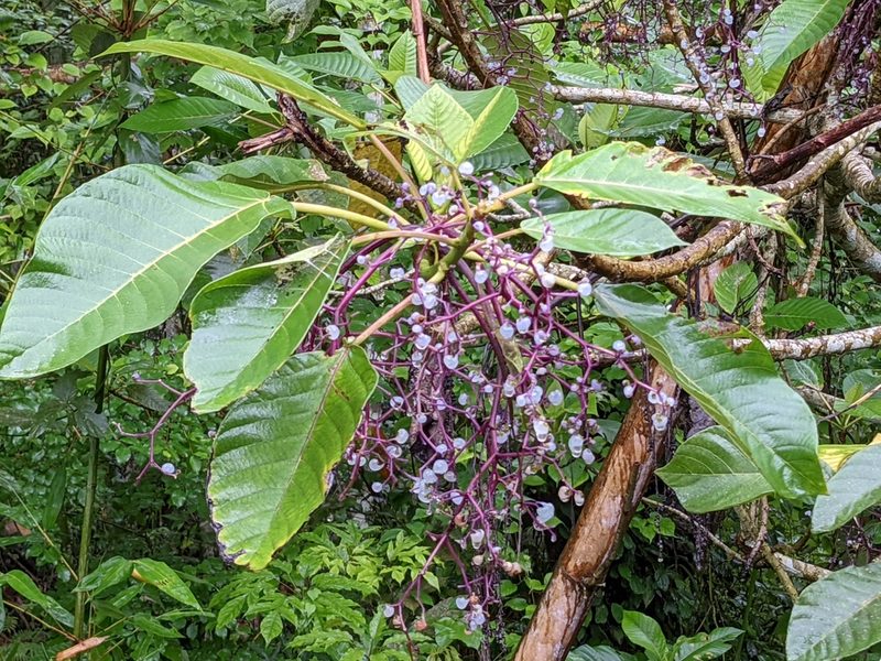 Dendrocnide meyeniana, photographed by Chen Jia Hong