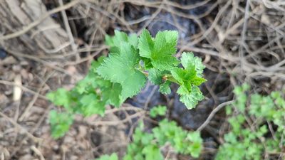 Ribes nigrum, photographed by Svyatoslav Knyazev