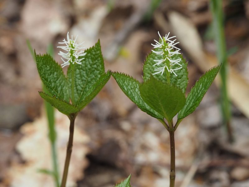 Chloranthus quadrifolius, photographed by ITÔ, Hiroki