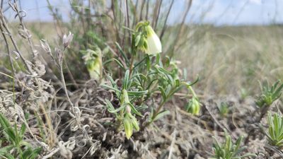 Onosma simplicissima, photographed by Svyatoslav Knyazev