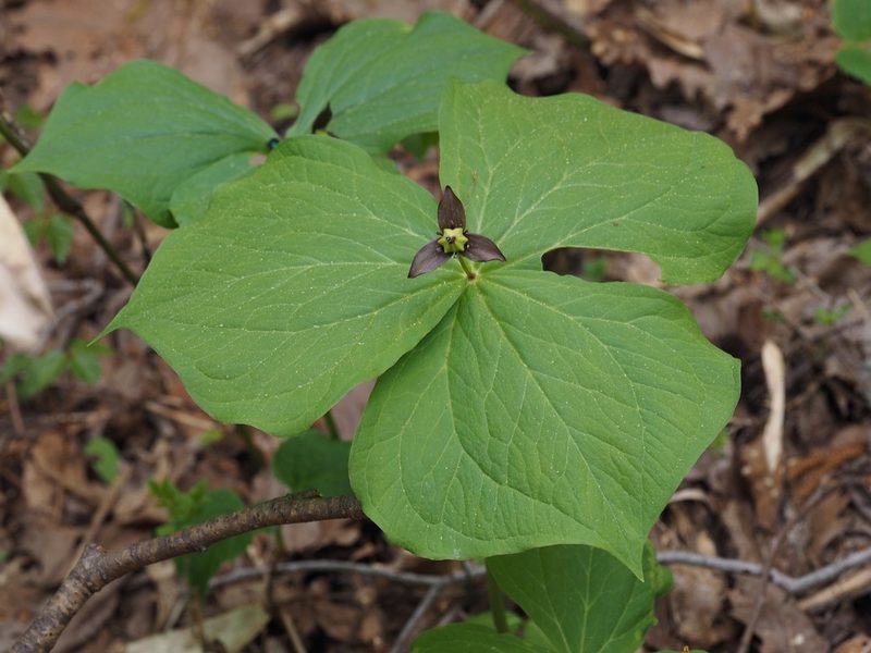 Trillium apetalon, photographed by ITÔ, Hiroki