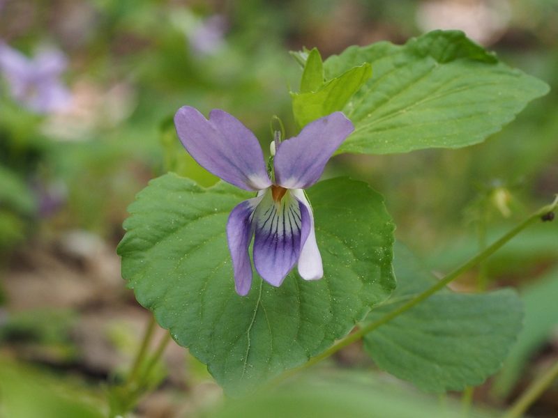 Viola kusanoana, photographed by ITÔ, Hiroki