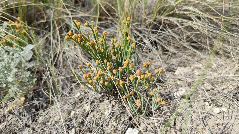 Ephedra distachya, photographed by Svyatoslav Knyazev