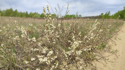 Prunus pumila, photographed by Svyatoslav Knyazev