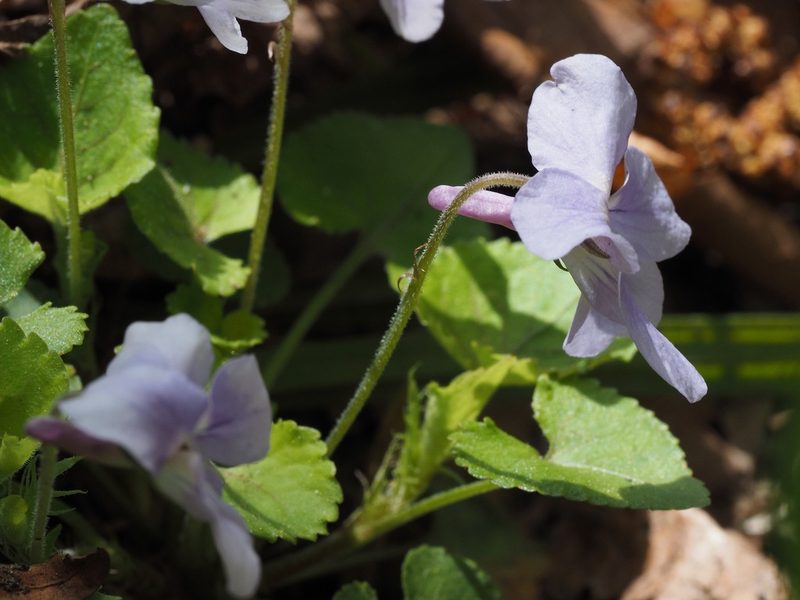 Viola grypoceras, photographed by ITÔ, Hiroki