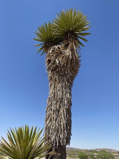 Yucca faxoniana, photographed by Kevin Floyd