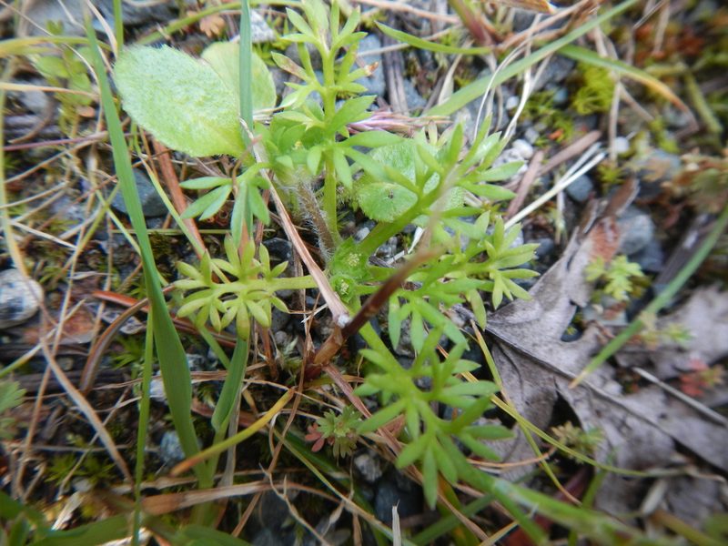 Soliva sessilis, photographed by humon