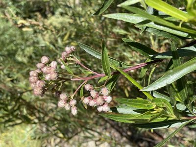 Baccharis salicifolia, photographed by Irene