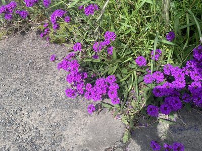 Verbena rigida, photographed by 岸本年郎