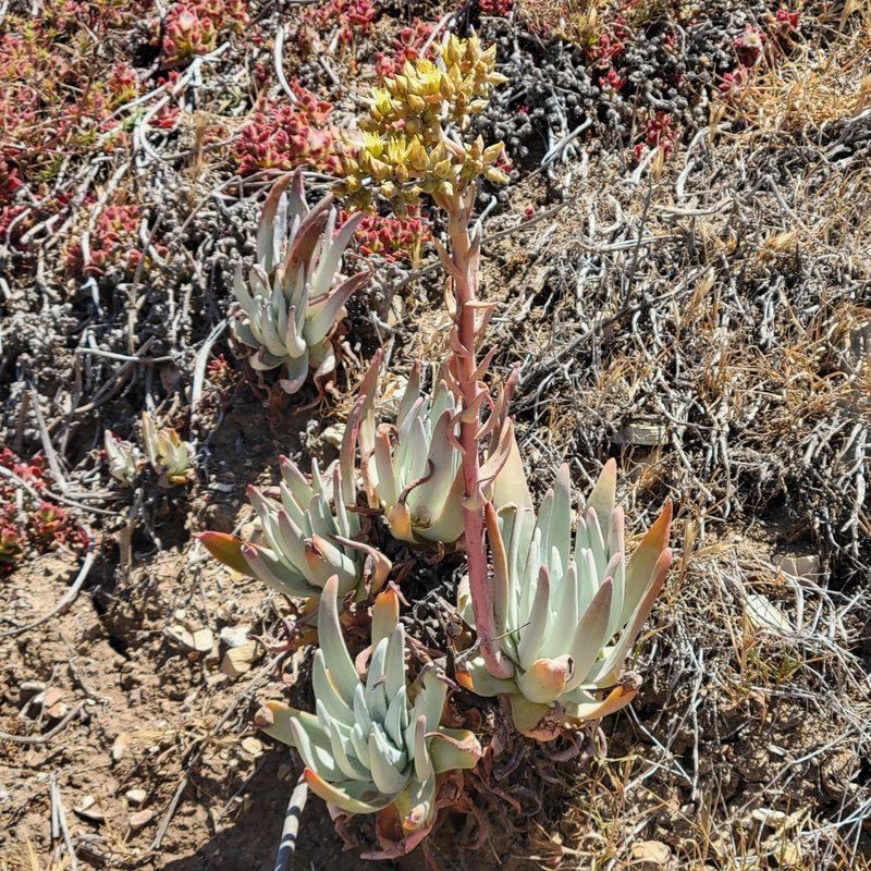 Dudleya virens, photographed by Dan Horowitz