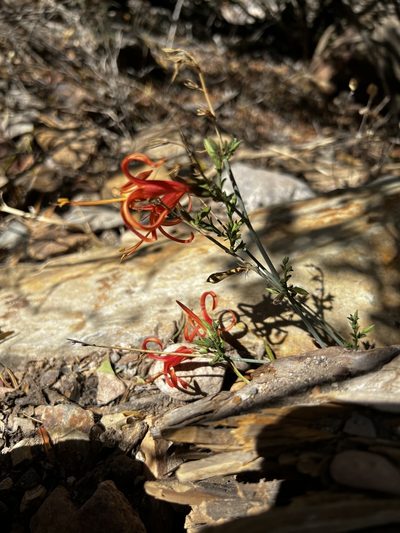 Anisacanthus linearis, photographed by henrya