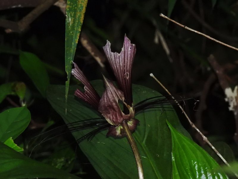 Tacca cristata, photographed by Samuel Lee