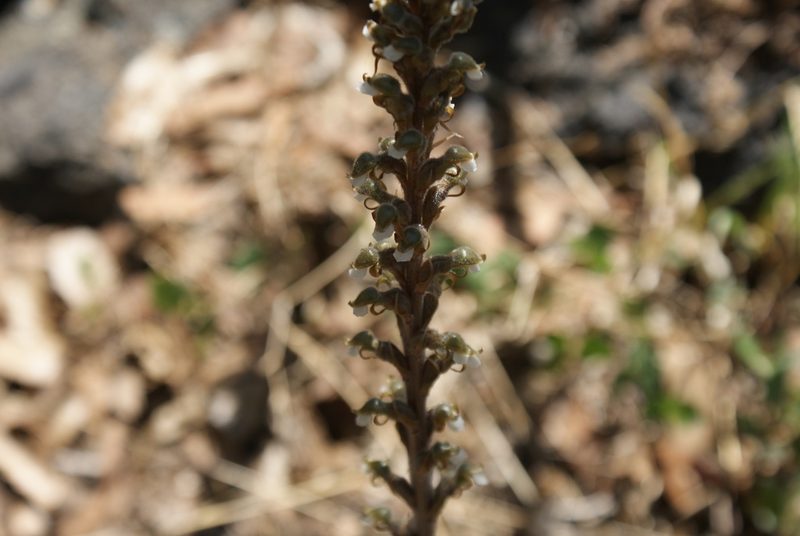 Sarcoglottis schaffneri, photographed by Jordi Martínez Martínez