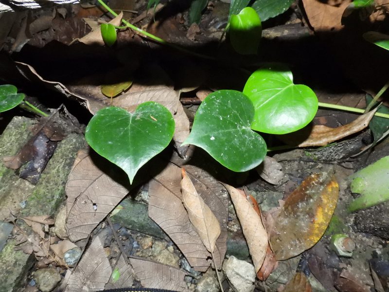 Piper baccatum, photographed by Samuel Lee