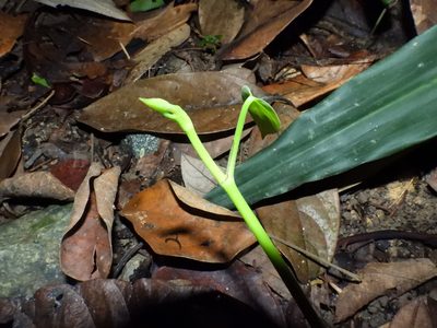Piper baccatum, photographed by Samuel Lee