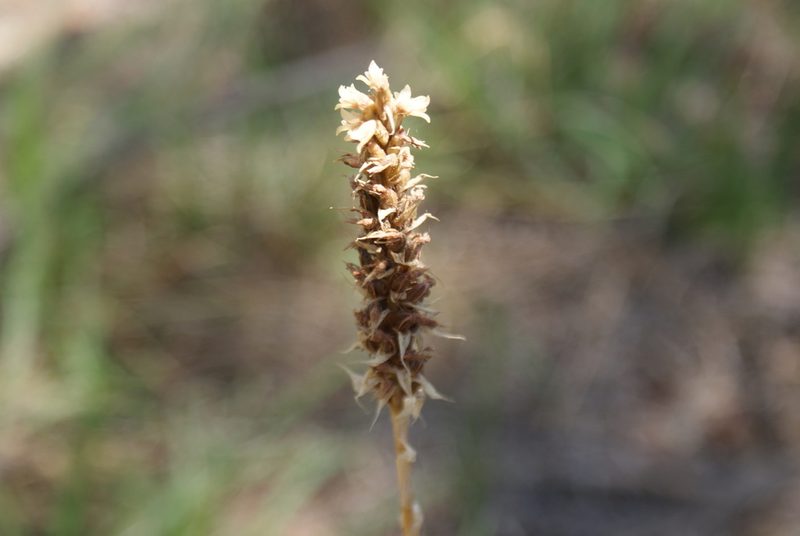 Aulosepalum pyramidale, photographed by Jordi Martínez Martínez