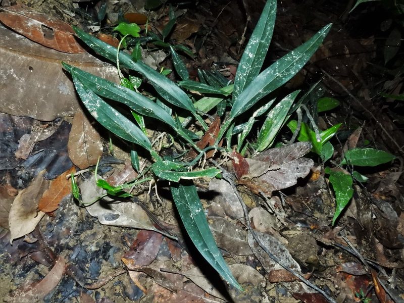 Scindapsus hederaceus, photographed by Samuel Lee