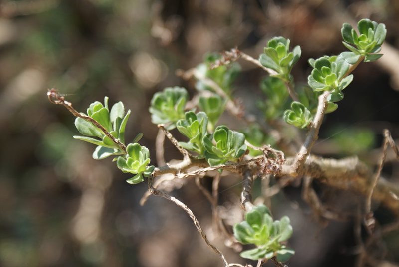 Sedum oxypetalum, photographed by Jordi Martínez Martínez