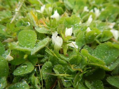 Trifolium subterraneum