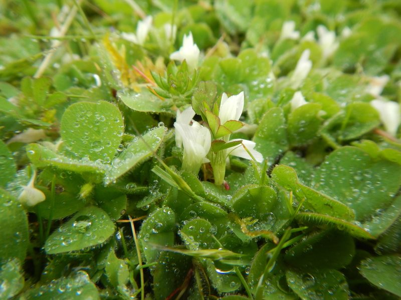 Trifolium subterraneum, photographed by humon
