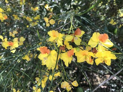 Parkinsonia aculeata, photographed by rachelbuckthorn