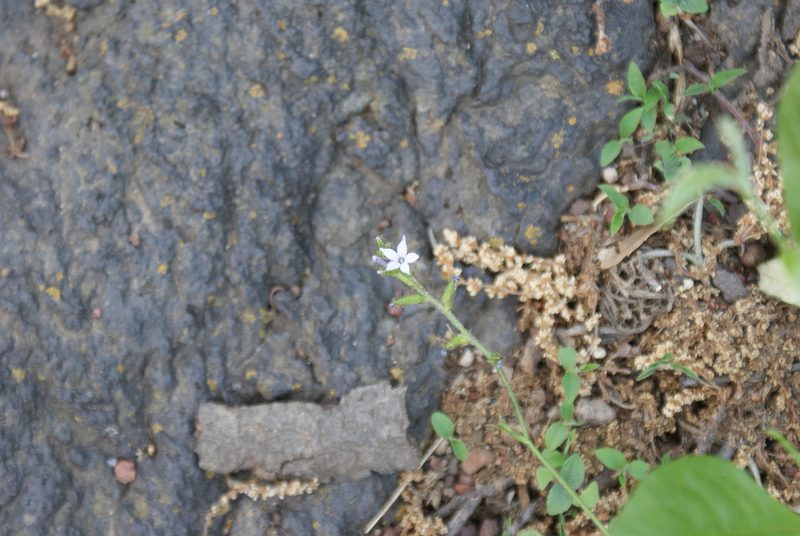 Plumbago pulchella, photographed by Jordi Martínez Martínez