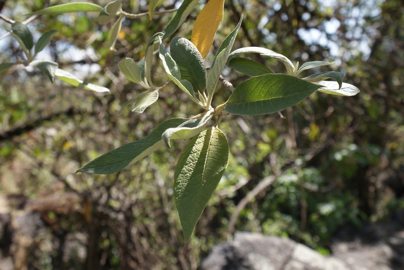 Buddleja cordata, photographed by Jordi Martínez Martínez