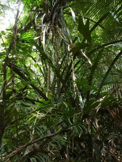 Pandanus houlletii, photographed by Samuel Lee