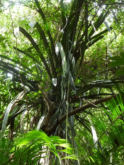 Pandanus houlletii, photographed by Samuel Lee