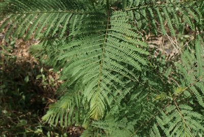Jacaranda mimosifolia, photographed by Jordi Martínez Martínez