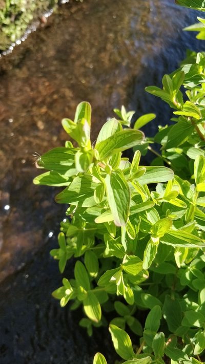 Hypericum undulatum, photographed by Vítor Jorge