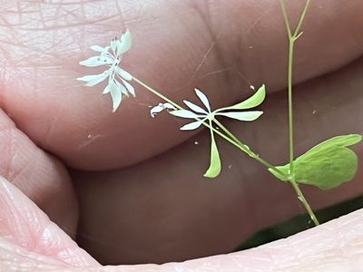 Thalictrum mirabile, photographed by Brian Finzel