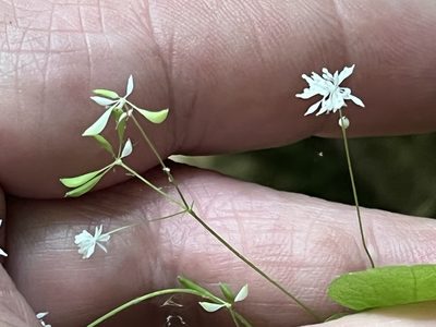 Thalictrum mirabile, photographed by Brian Finzel