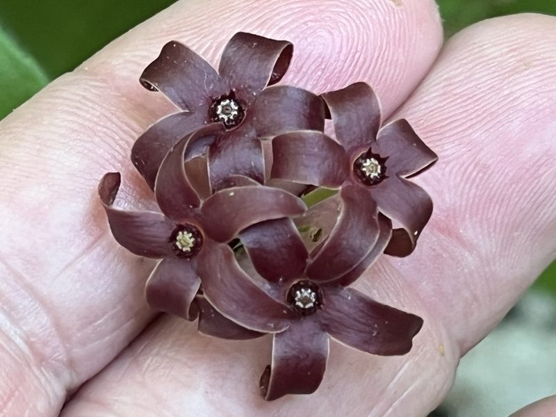 Odontostephana carolinensis, photographed by Brian Finzel