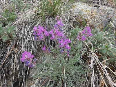 Oxytropis lambertii, photographed by Alaina Krakowiak