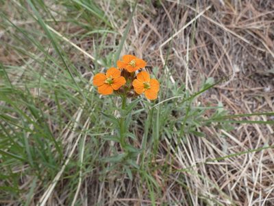 Erysimum capitatum, photographed by Alaina Krakowiak
