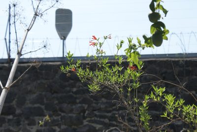 Bouvardia ternifolia, photographed by Jordi Martínez Martínez