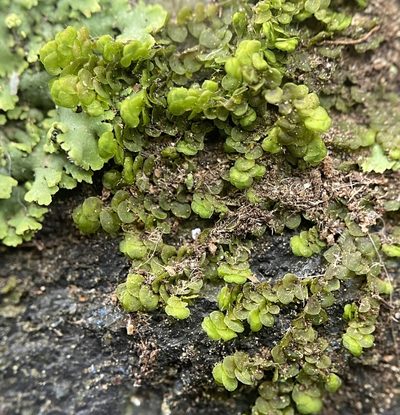 Frullania inflata, photographed by Zihao Wang