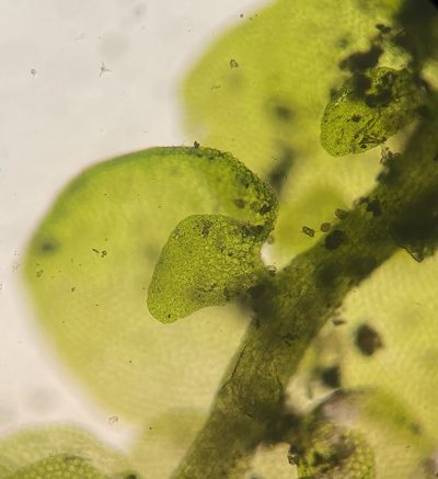 Frullania inflata, photographed by Zihao Wang