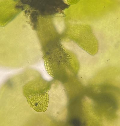 Frullania inflata, photographed by Zihao Wang